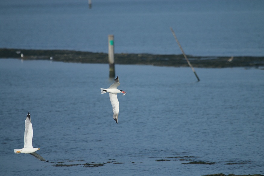 gabbiano reale mobba sterna maggiore con preda